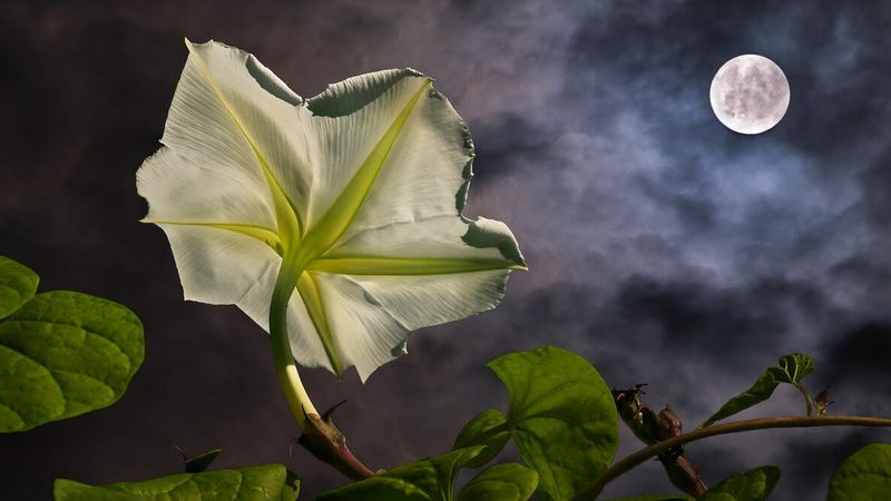 Each bloom vanishes by morning Each bloom vanishes by morning