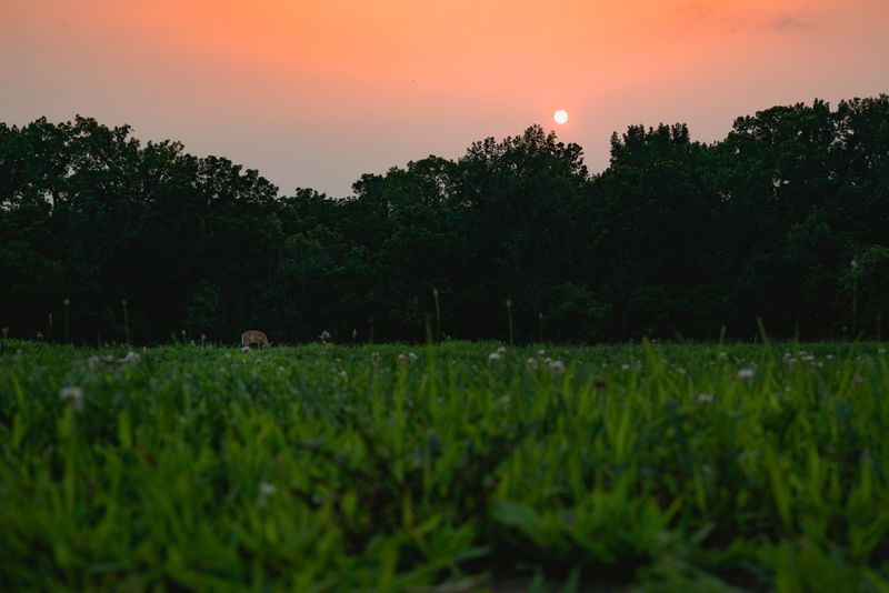 Earlier Sunsets Hand Deer Extra Hours Of Cover Earlier Sunsets Hand Deer Extra Hours Of Cover