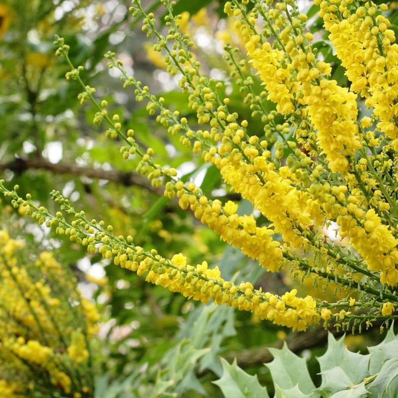 Early And Sweet-Smelling, Mahonia 'Winter Sun' Brightens The Winter Garden Early And Sweet-Smelling, Mahonia 'Winter Sun' Brightens The Winter Garden