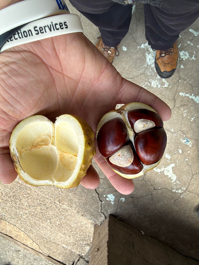 Early Autumn Nut Drop Season
