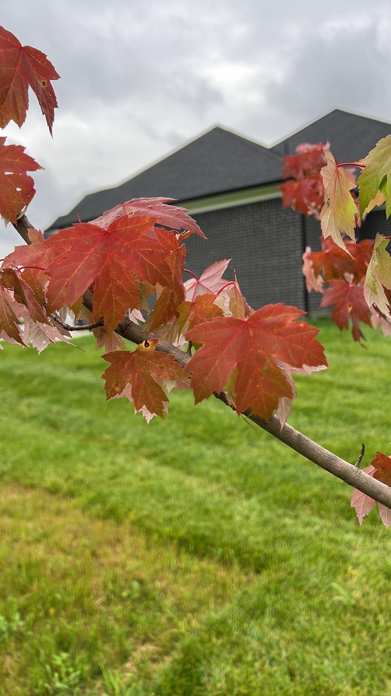 Early Color Linked To Tree Stress