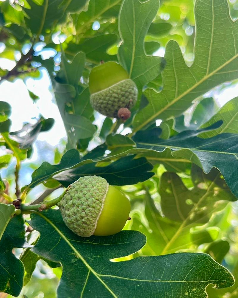 Early Drop Does Not Always Signal A Tree Problem
