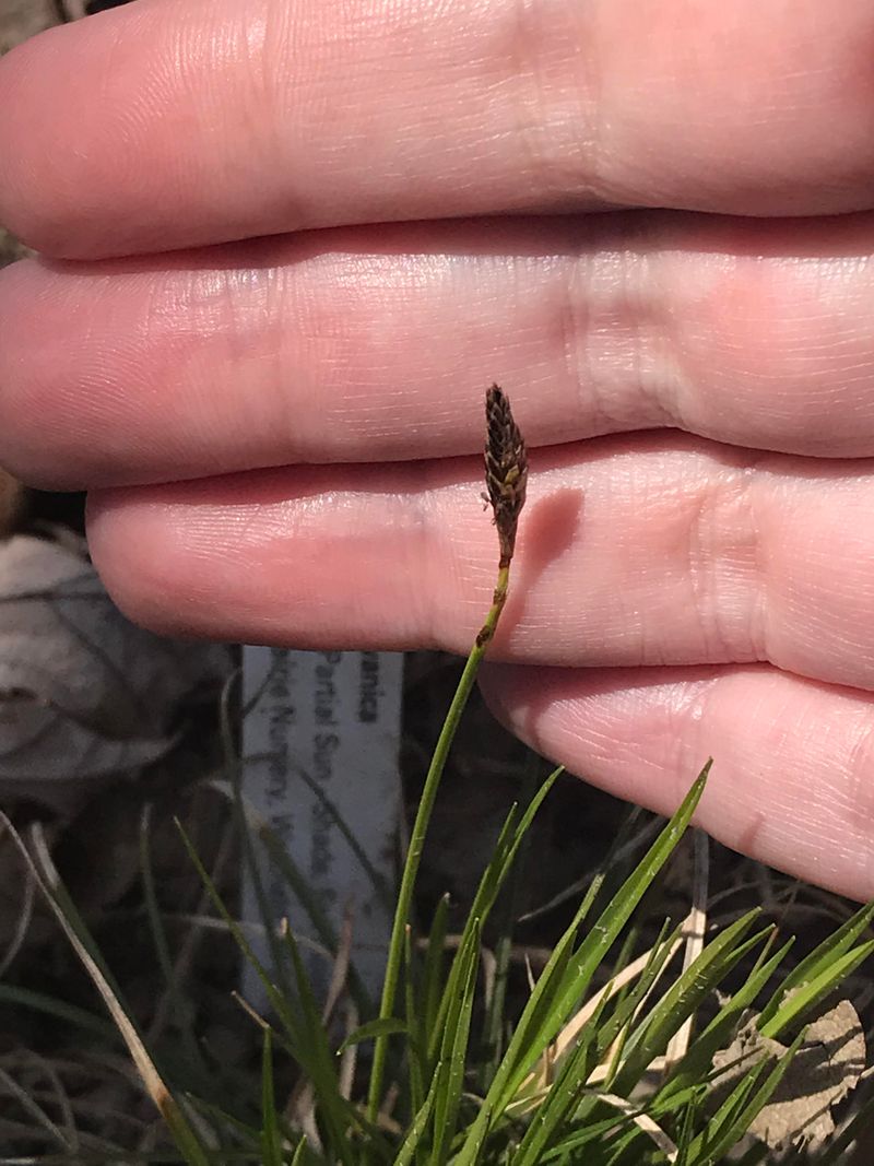 Early Fall And Spring Are Prime Planting Times