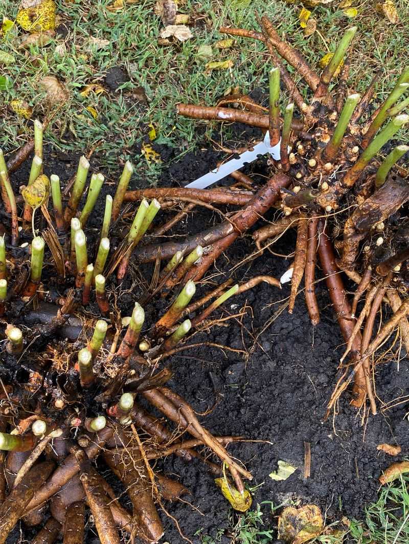 Early Fall Timing Gives Roots Their Best Start Early Fall Timing Gives Roots Their Best Start