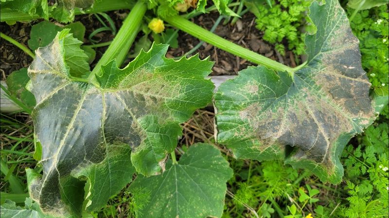 Early Frost Damage In Fall