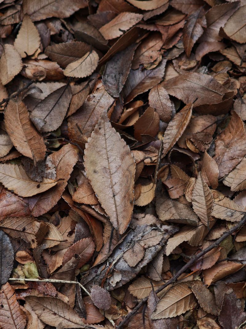 Early Leaf Drop Delivers Reliable Carbon Early Leaf Drop Delivers Reliable Carbon