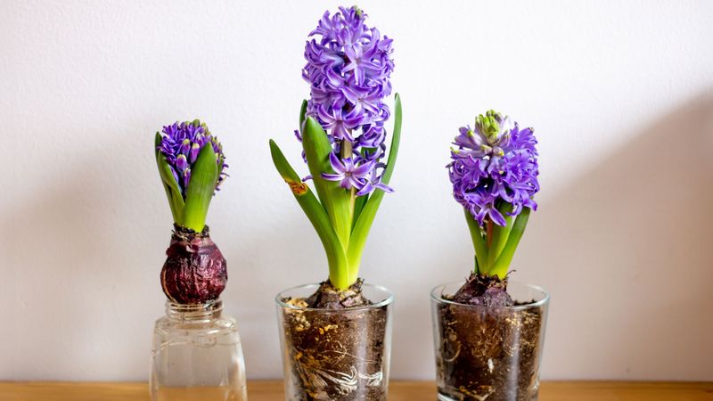 Early Pick Means Better Bulbs