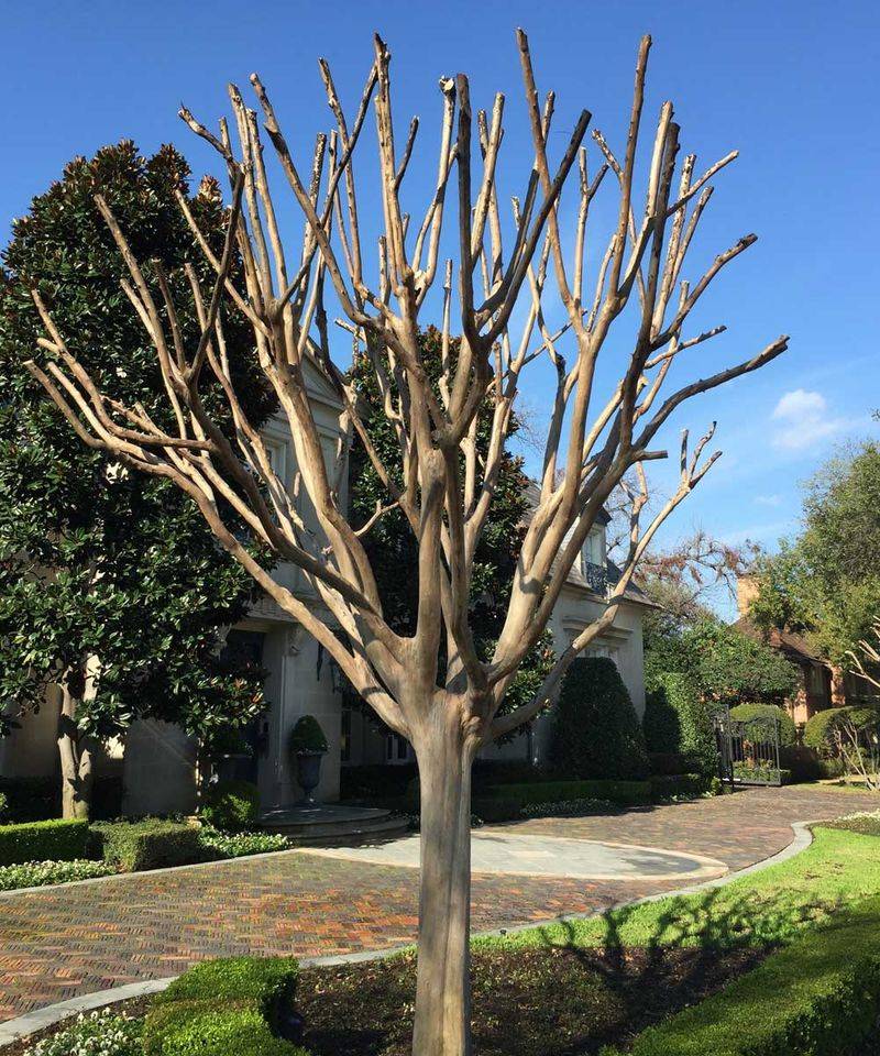 Early Pruning Can Keep The Tree From Going Dormant
