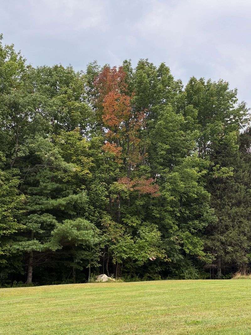 Early Red Leaves Signal A Tree Under Pressure Early Red Leaves Signal A Tree Under Pressure