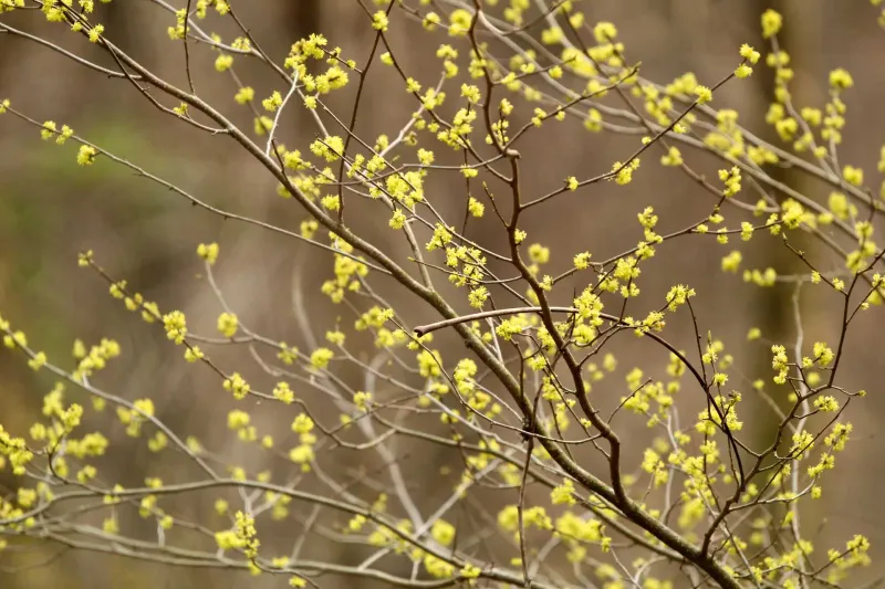 Early Spring Flowers For Hungry Pollinators