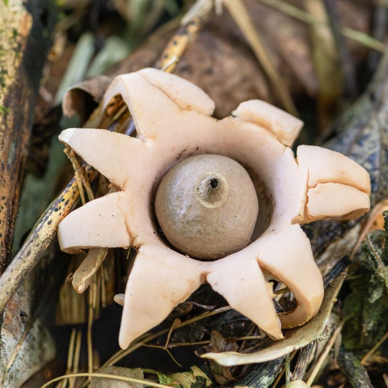 Earthstar Signals Well-Rotted Organic Matter