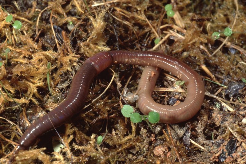 Earthworms And Other Soil Invertebrates Earthworms And Other Soil Invertebrates