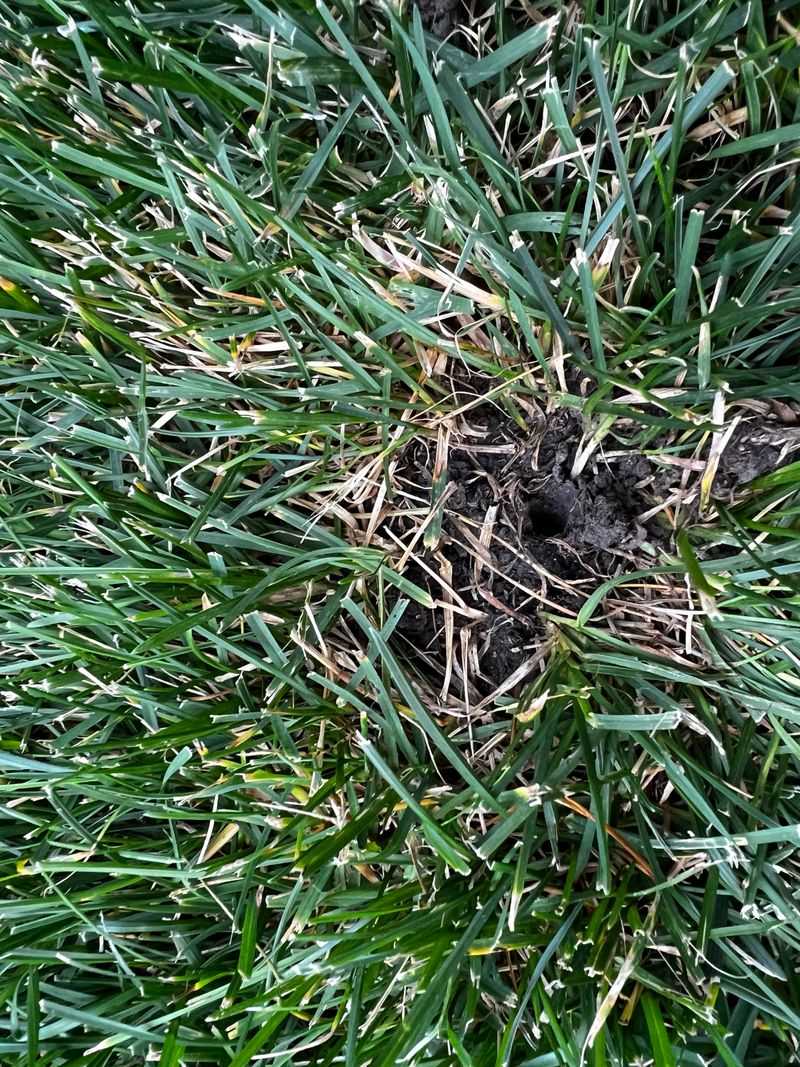 Earthworms Building Their Tunnels Earthworms Building Their Tunnels