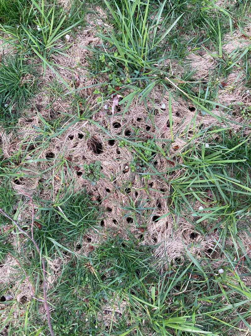Earthworms Can Leave Small Openings Behind