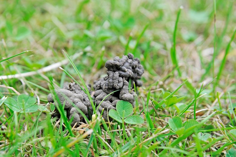 Earthworms Leave Tiny Castings Behind
