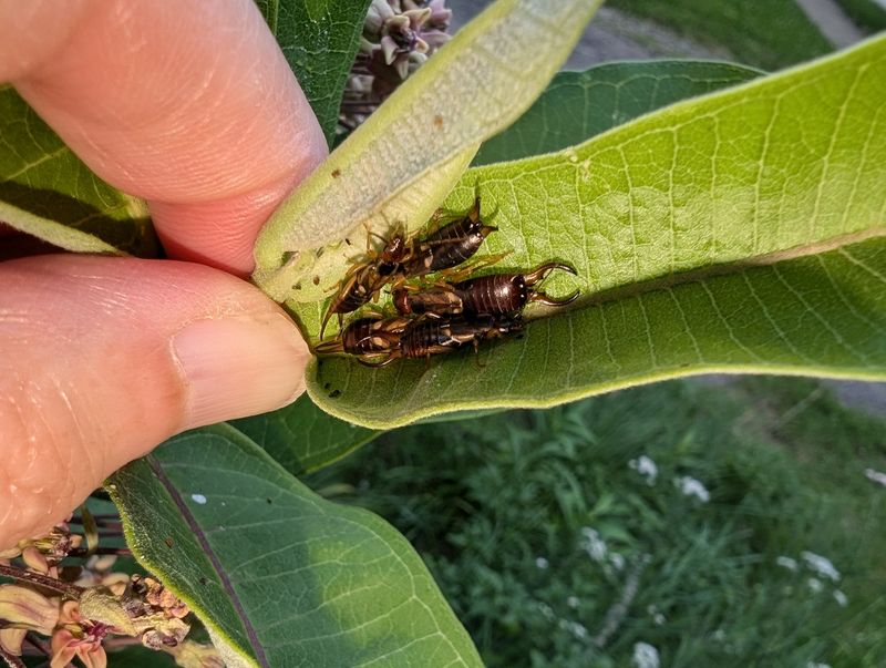 Earwigs Earwigs