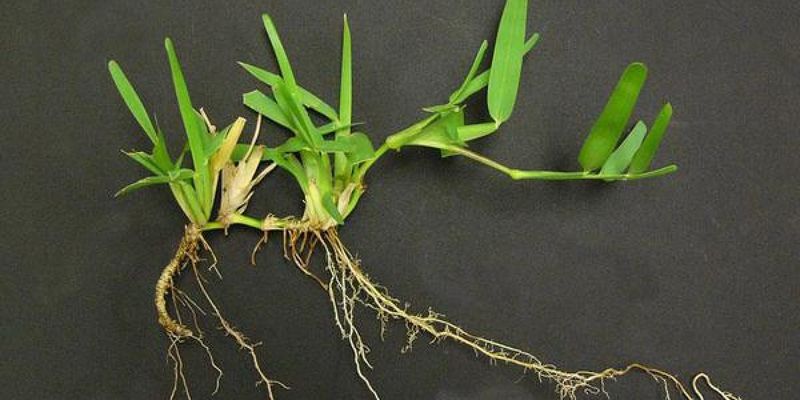 Ease Into Fall With A Stronger Root System