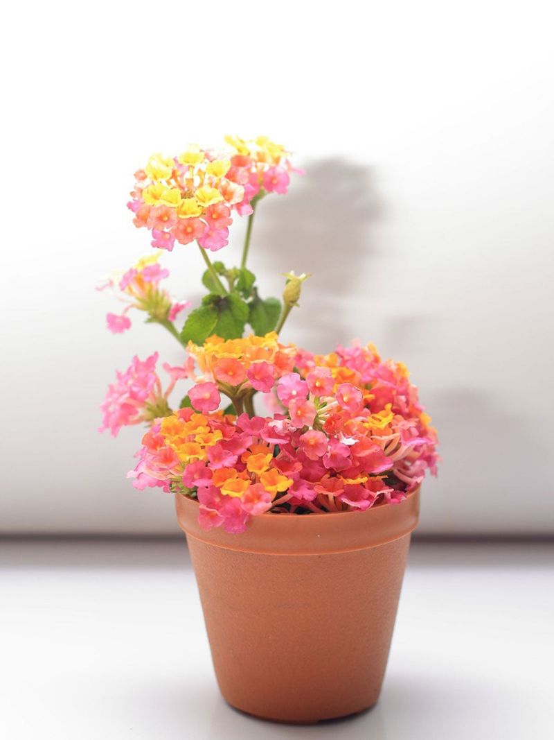 Ease Lantana Back Outdoors After Spring Warmth Returns Ease Lantana Back Outdoors After Spring Warmth Returns