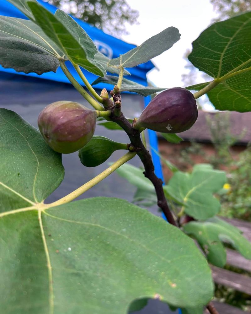 Ease Off The Nitrogen To Feed For Fruit Ease Off The Nitrogen To Feed For Fruit
