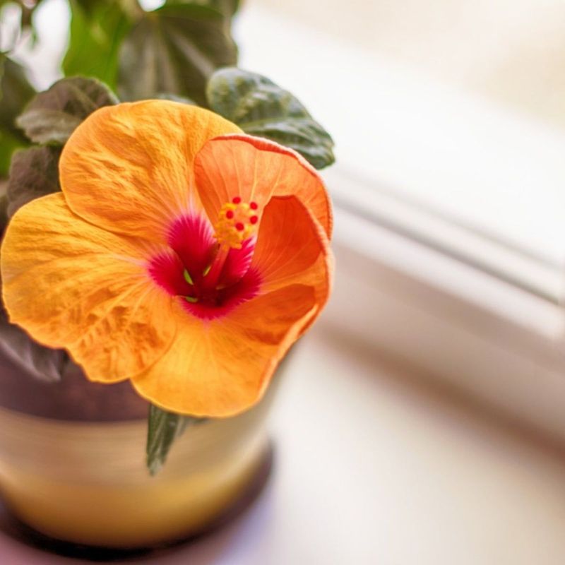 Ease The Plant Into Lower Indoor Light Gradually