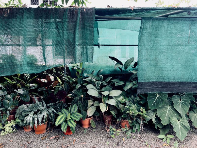 Ease Them Into Shade For A Week Or Two Ease Them Into Shade For A Week Or Two