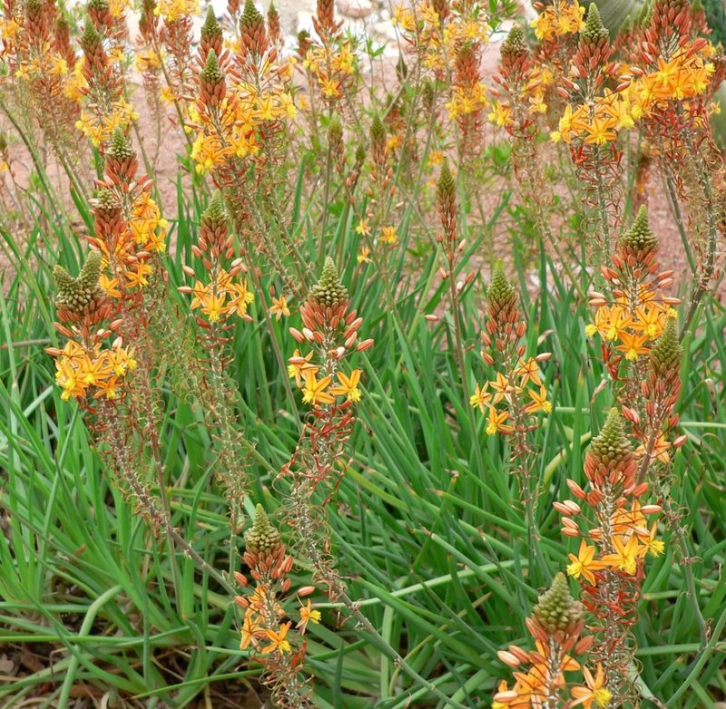 Ease Up On Fertilizer And Let Bulbine Bloom Ease Up On Fertilizer And Let Bulbine Bloom