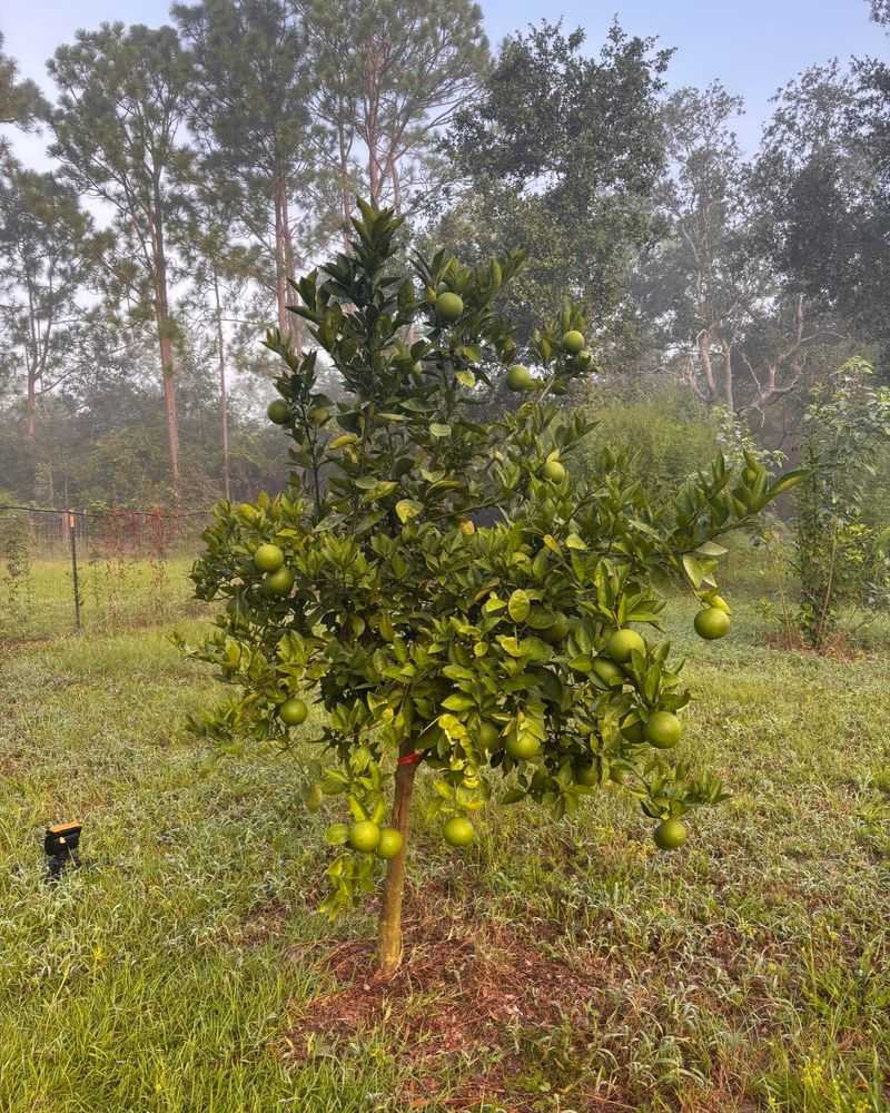 Ease Up On Nitrogen As Fruit Moves Toward Maturity