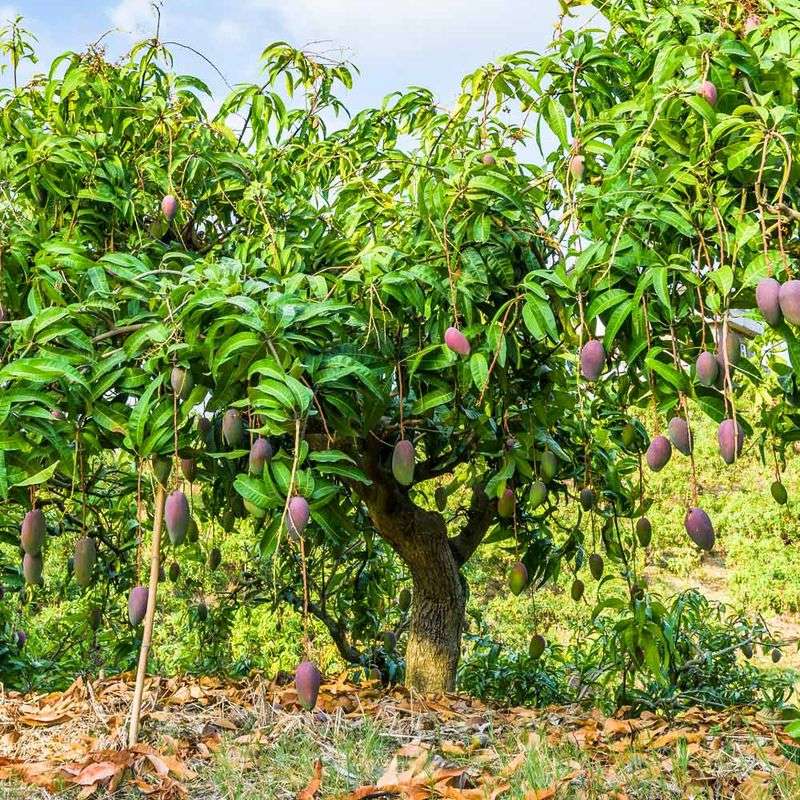 Ease Up On Nitrogen For Mature Mango Trees