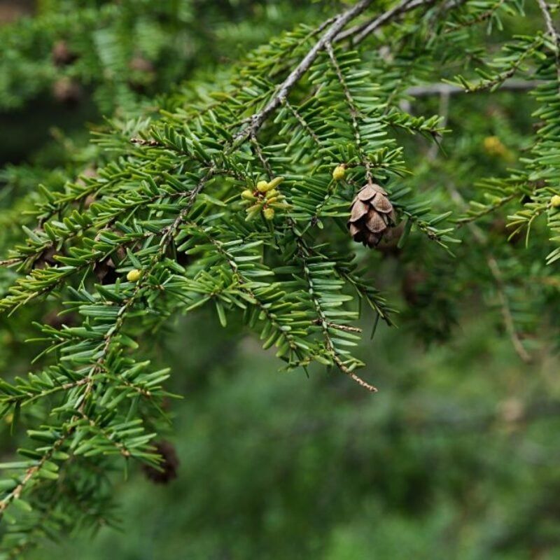 Eastern Hemlock Creates A Dense Screen In Shady Sites