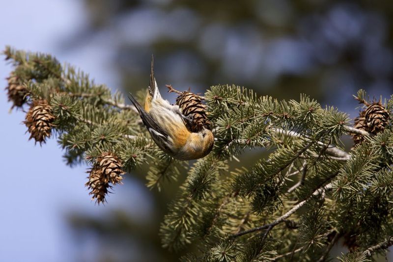 Eastern Hemlock Makes A Shady Hedge Birds Love Eastern Hemlock Makes A Shady Hedge Birds Love