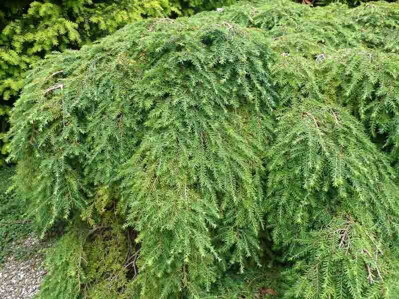 Eastern Hemlock Offers Shade Friendly Privacy Eastern Hemlock Offers Shade Friendly Privacy