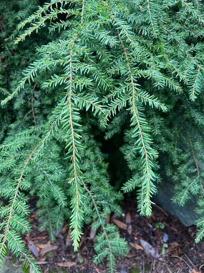 Eastern Hemlock Thrives In The Shade Eastern Hemlock Thrives In The Shade