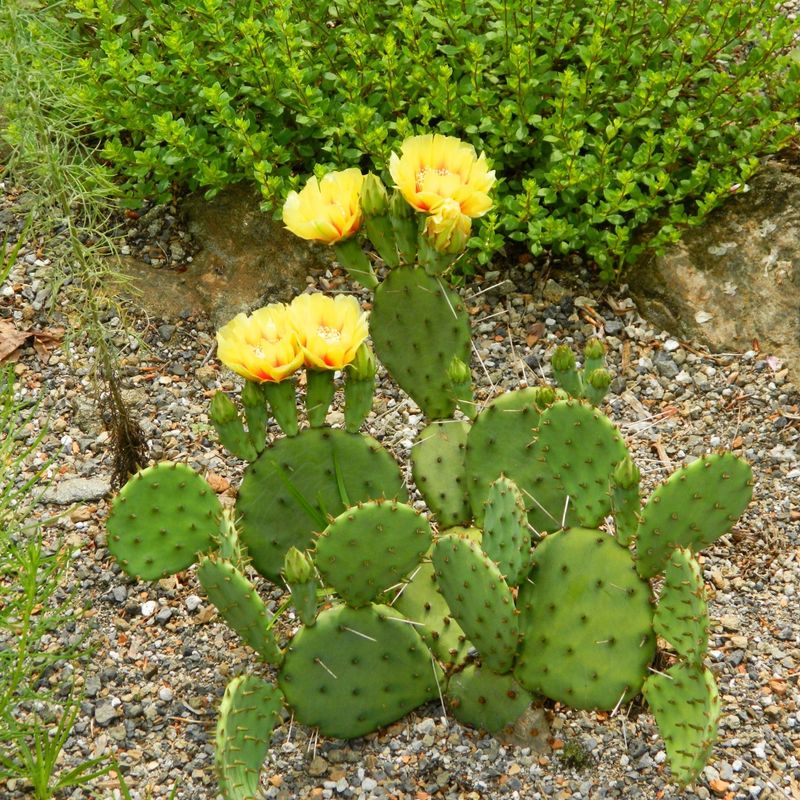 Eastern Prickly Pear Is Built For Hot Dry Sites Eastern Prickly Pear Is Built For Hot Dry Sites