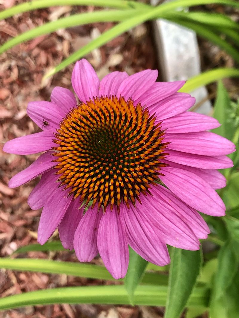 Eastern Purple Coneflower Is The Tough Purple Favorite That Keeps Going Strong Eastern Purple Coneflower Is The Tough Purple Favorite That Keeps Going Strong