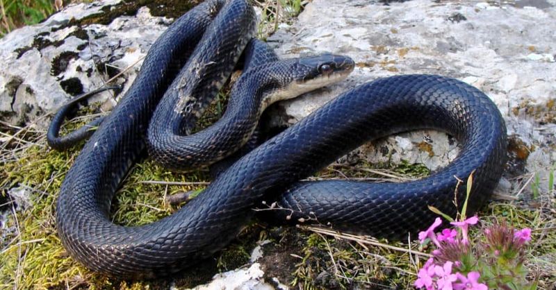Eastern Rat Snakes