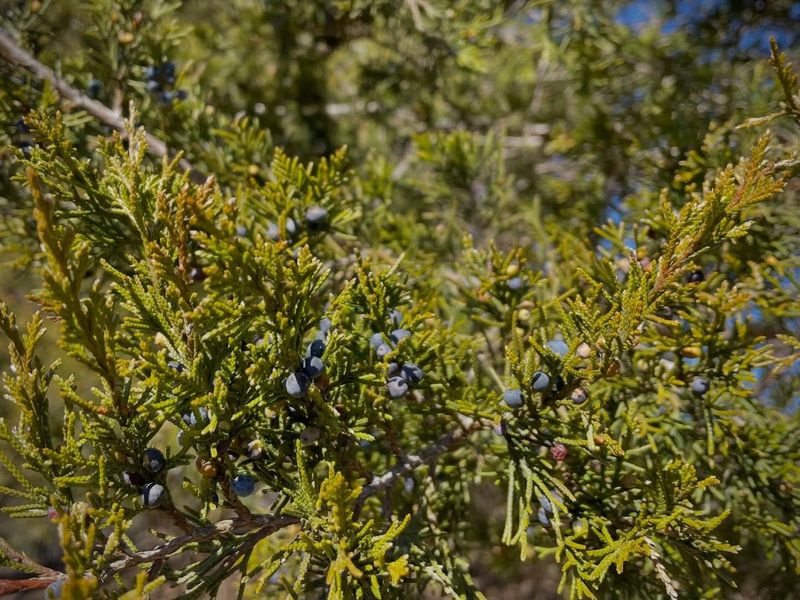 Eastern Red Cedar