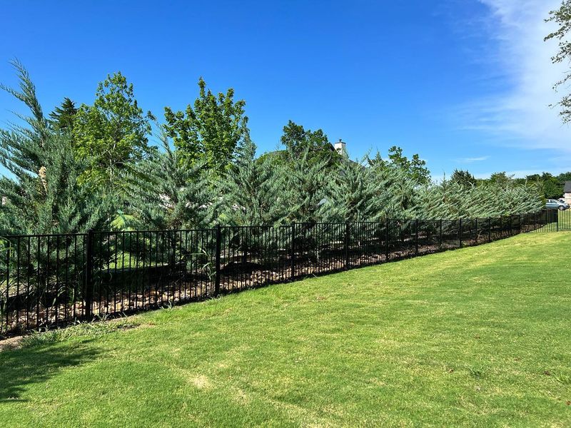 Eastern Red Cedar Fast Dense Screening Eastern Red Cedar Fast Dense Screening