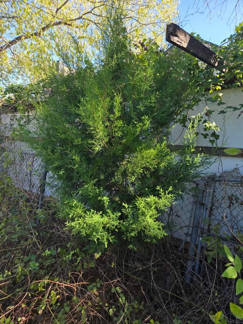 Eastern Red Cedar For Tough, Dense Height Eastern Red Cedar For Tough, Dense Height