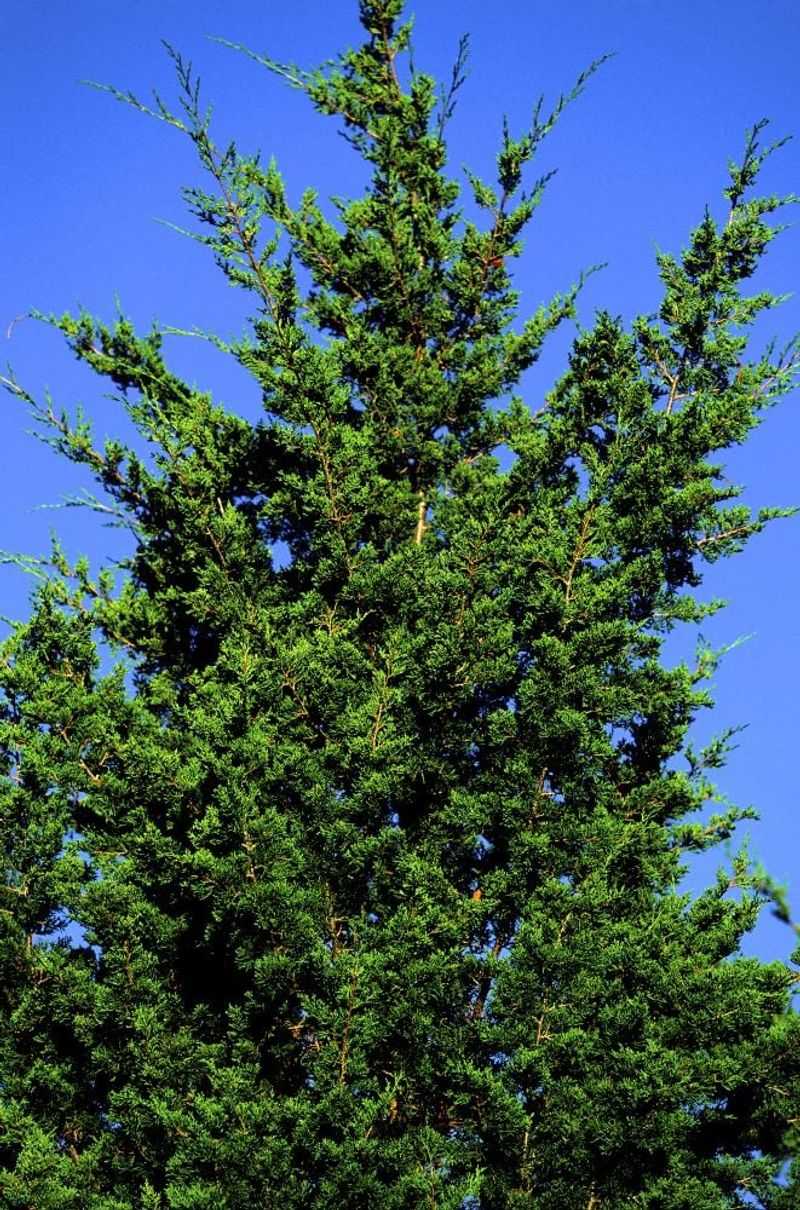 Eastern Red Cedar Handles Dry, Challenging New York Sites