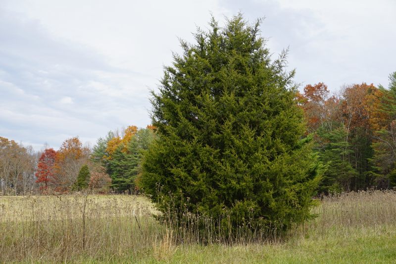 Eastern Red Cedar Handles Dry Sites And Deer Pressure Eastern Red Cedar Handles Dry Sites And Deer Pressure