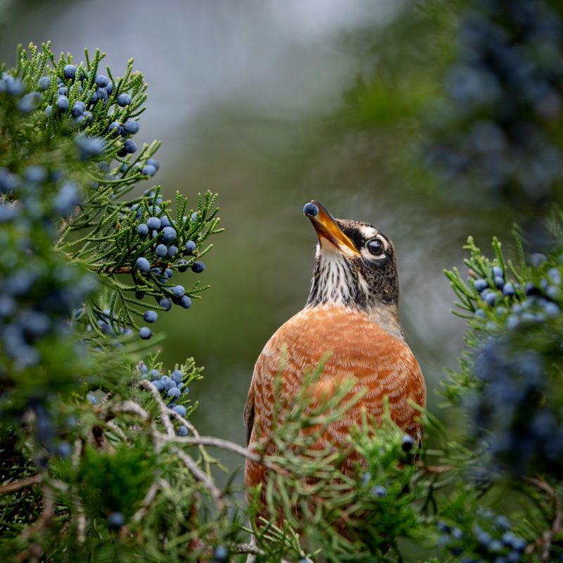 Eastern Red Cedar Is A Tough Tree Waxwings Adore Eastern Red Cedar Is A Tough Tree Waxwings Adore