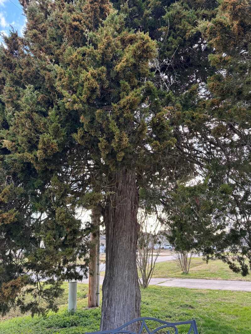 Eastern Red Cedar Is The Native To Know Eastern Red Cedar Is The Native To Know