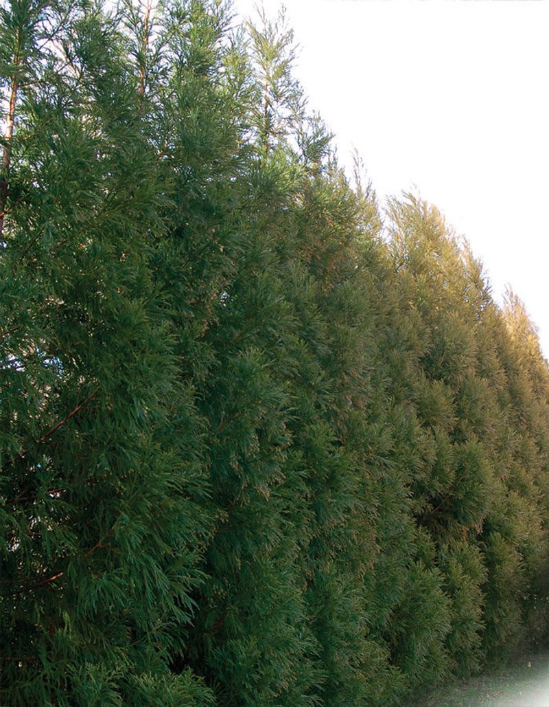 Eastern Red Cedar Makes A Tough Green Wall Eastern Red Cedar Makes A Tough Green Wall