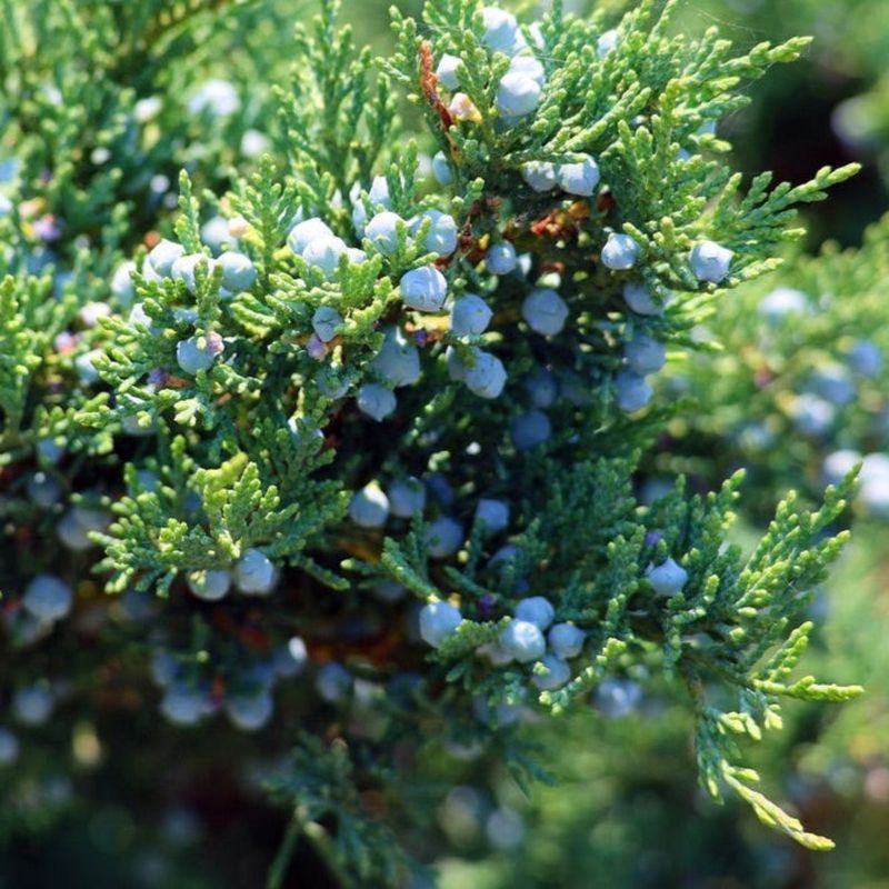 Eastern Red Cedar Stands Strong In Sandy Coastal Soils