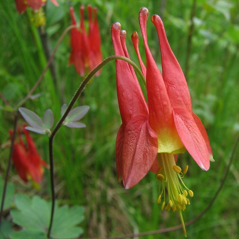 Eastern Red Columbine (Aquilegia canadensis)