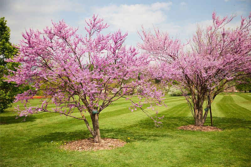 Eastern Redbud Eastern Redbud