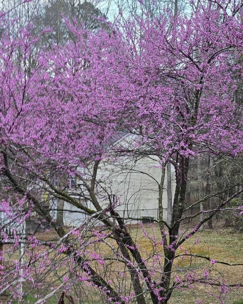 Eastern Redbud Eastern Redbud
