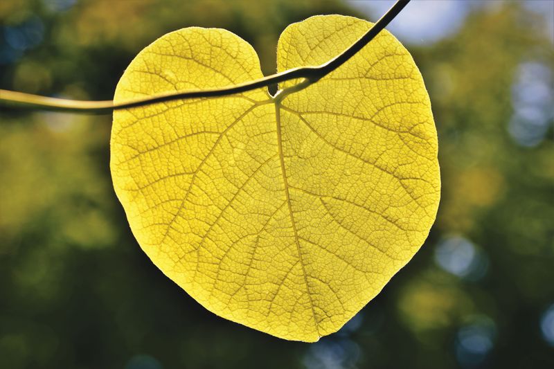 Eastern Redbud Adds Soft, Heart-Shaped Leaves Eastern Redbud Adds Soft, Heart-Shaped Leaves