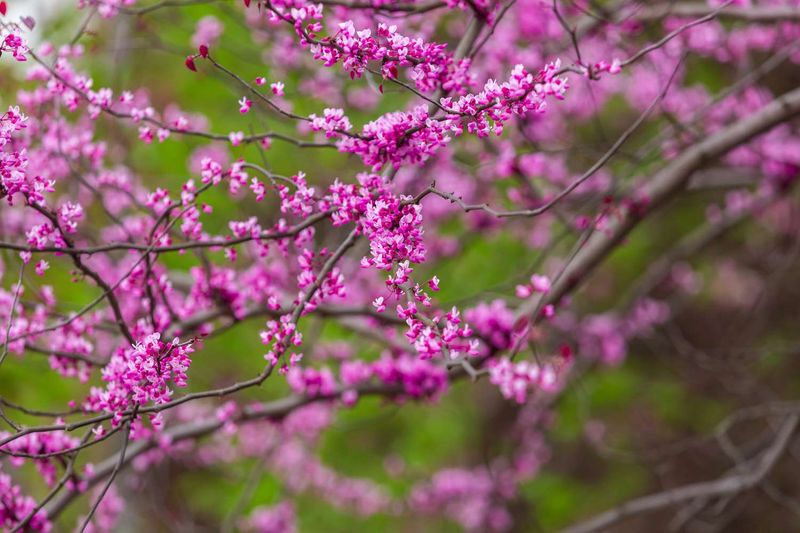 Eastern Redbud Paints Spring In Bright Pink