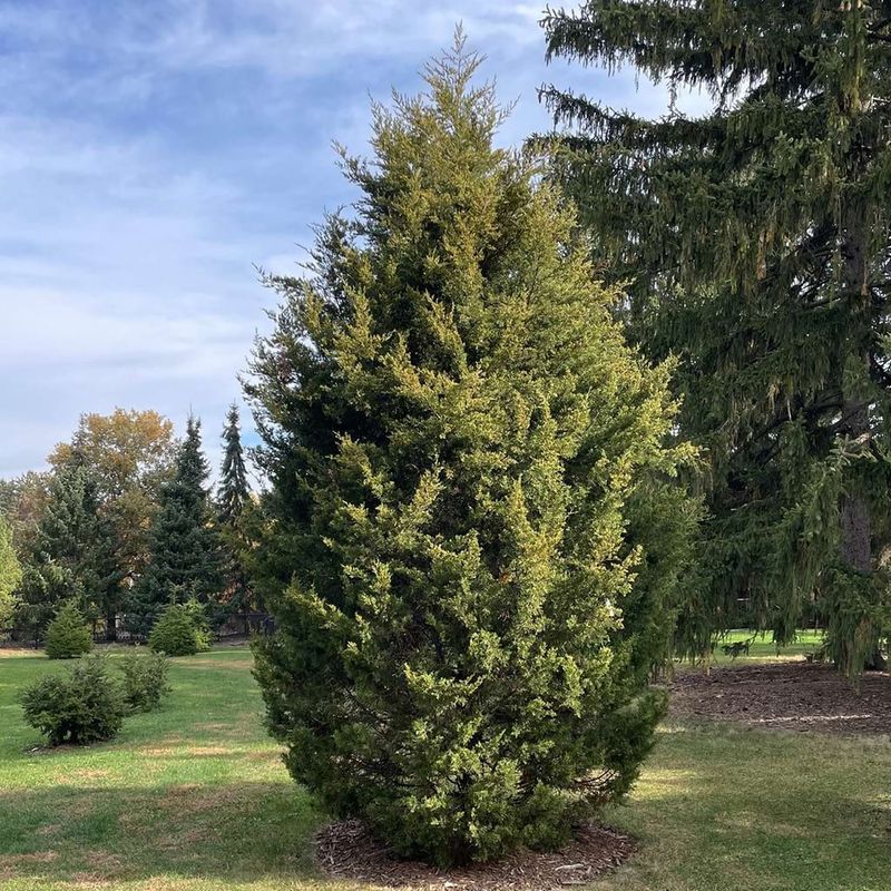 Eastern Redcedar for Wisconsin Eastern Redcedar for Wisconsin